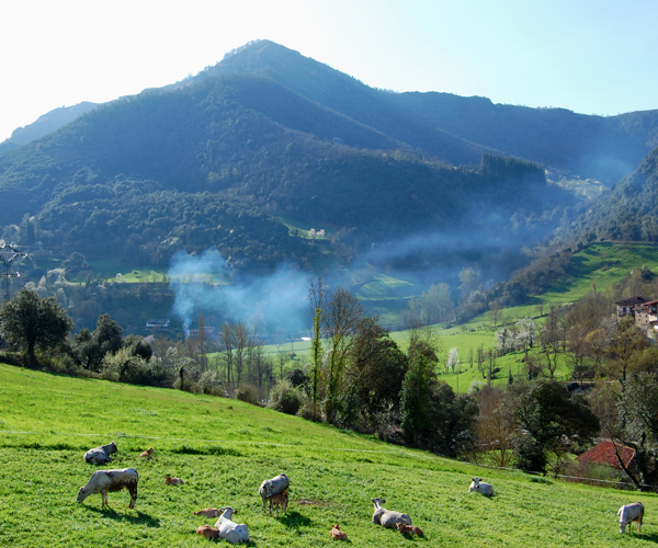 Free range cows grazing